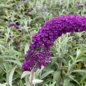 Buddleja davidii 'Royal Red' 40-60 cm